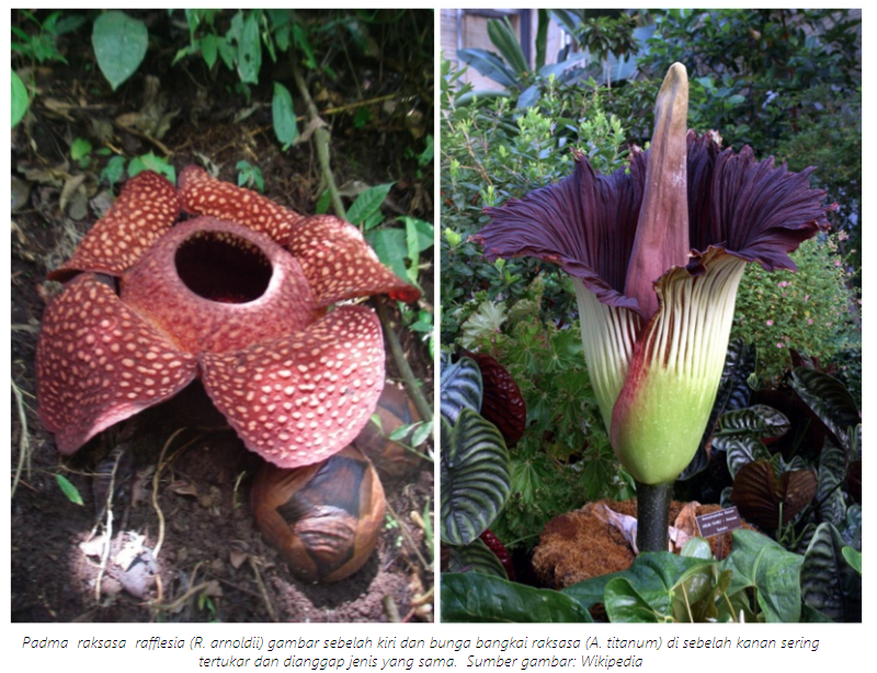 adma  raksasa  rafflesia (R. arnoldii) gambar sebelah kiri dan bunga bangkai raksasa (A. titanum) di sebelah kanan sering tertukar dan dianggap jenis yang sama.  Sumber gambar: Wikipedia via https://www.mongabay.co.id/2014/05/17/sains-tujuh-fakta-kesalahan-tafsir-tentang-rafflesia/